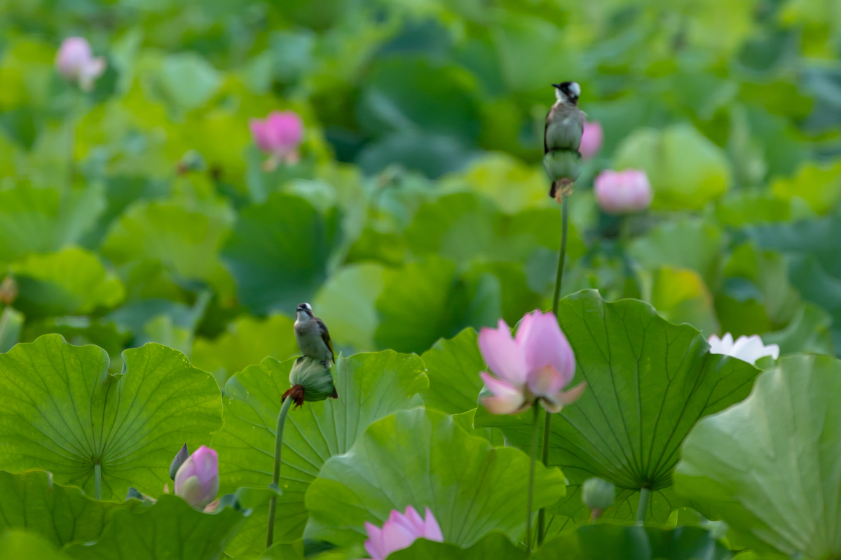 写一首关于江南夏天的诗