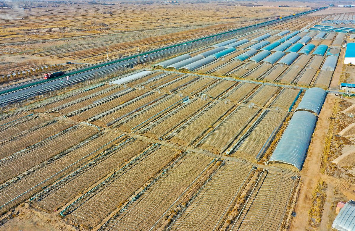 张掖戈壁设施：种植模式、作物种类及优势