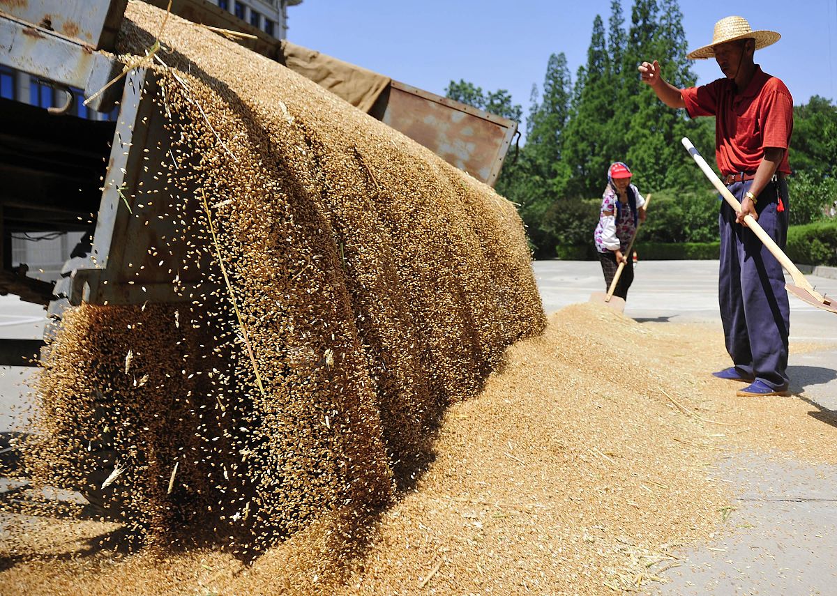 烟台麦收：农民辛勤劳作的回忆