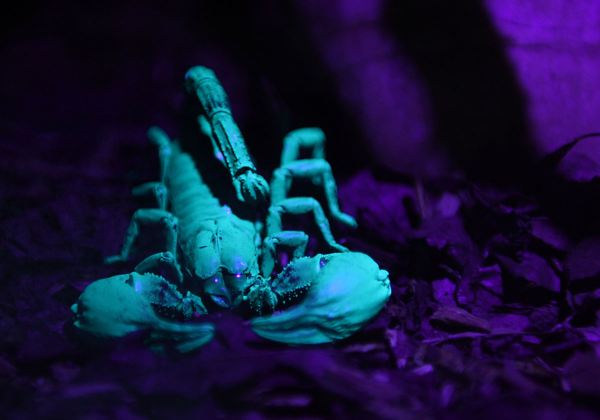 ORIENTAL INSECTS - 东方地区昆虫学研究的领先期刊