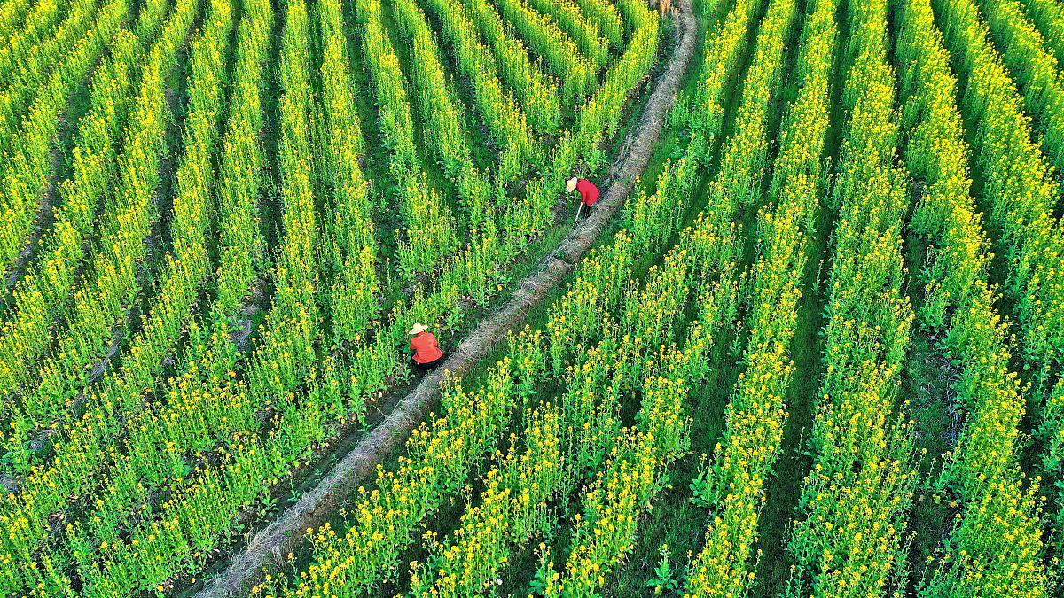 乡村振兴：以'一村一梦，一老一小'助力老人增收与生态改善