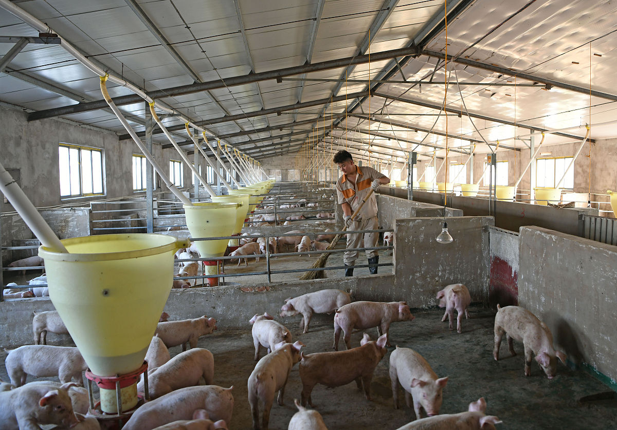 赤峰市央企养猪场