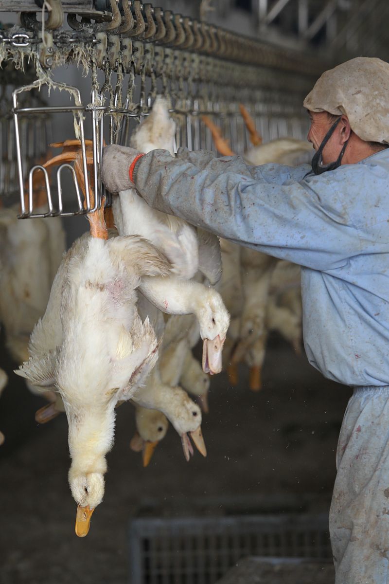 小鸭苗经常甩头这样一般喂什么药呢