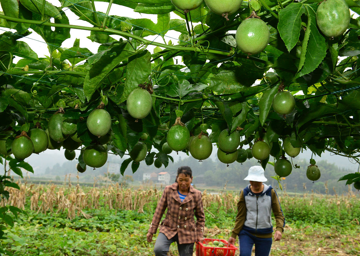 百香果的种植
