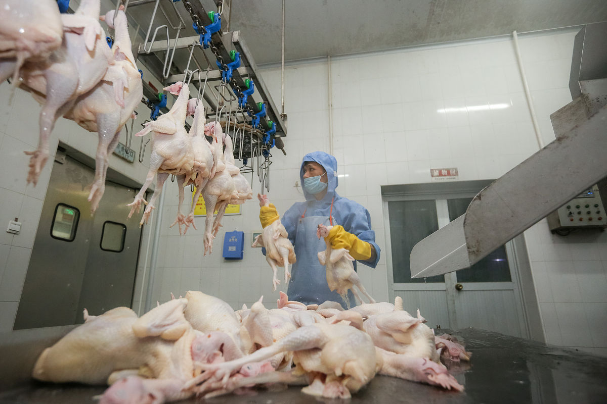肉鸡检疫：疫病防控措施详解