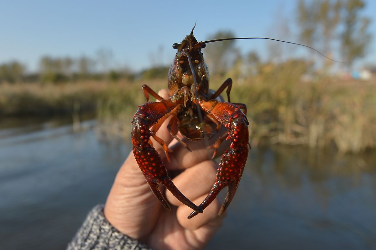 杨凌职业技术学院植物保护与检疫技术专业好不好发展前景怎样