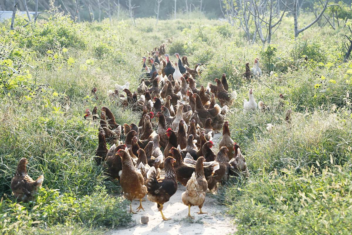 写一份关于农村散养老母鸡的直播间营销话术不少于400字