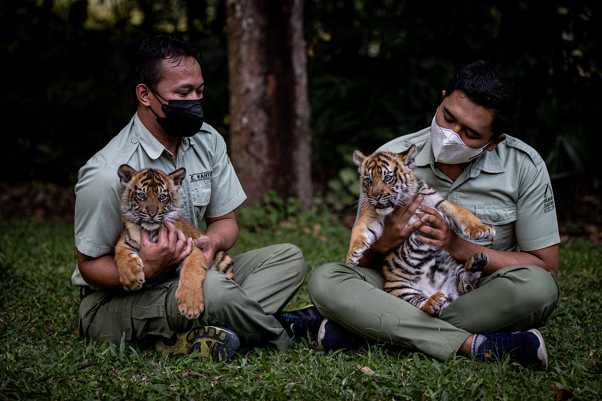 魔法动物园：计算麒麟数量