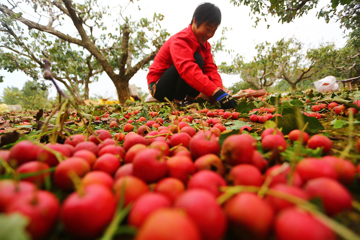 学生桃子助农实践，红色革命文化学习，收获满满！