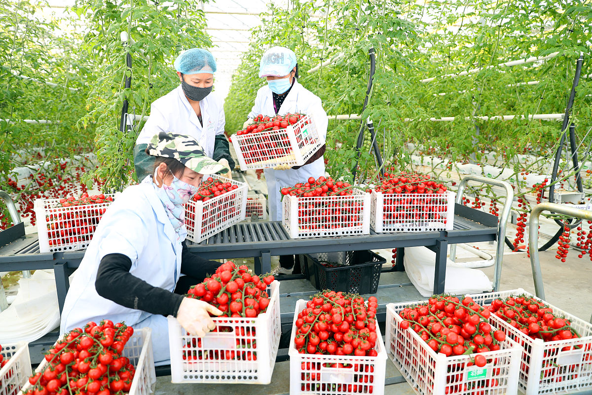 写一千字通过新疆农产品型电商与果农收入的关系研究得到的启示