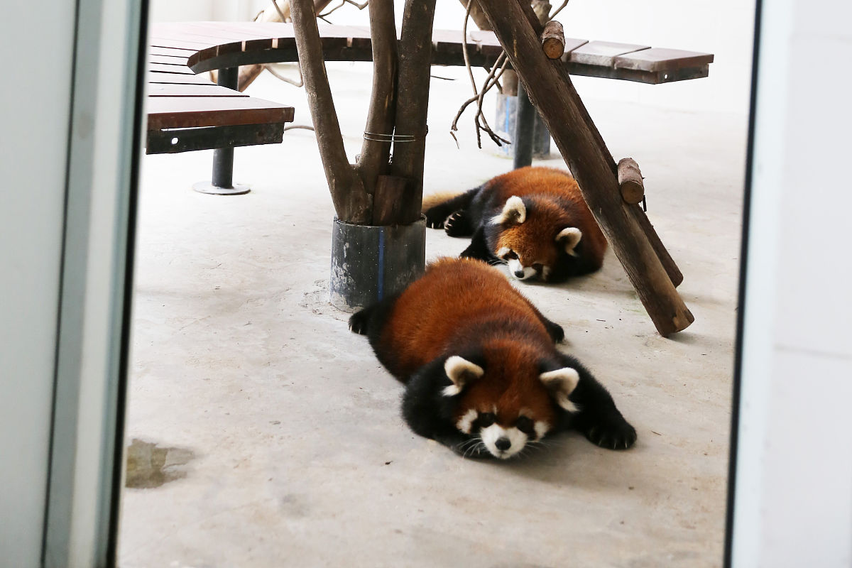 央视动物世界片头曲是什么