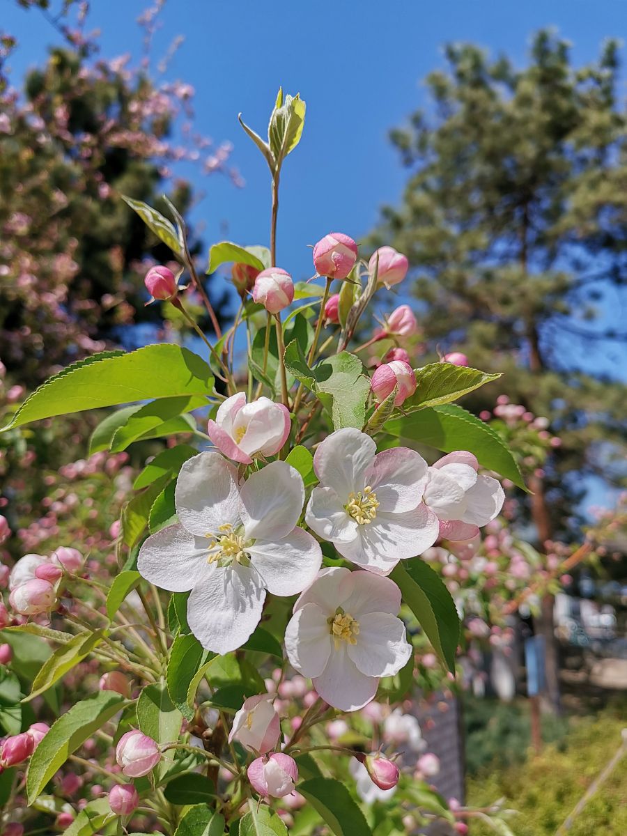请不少于800汉字的博客文章语言要幽默口语化。主题是：海棠花品种有哪些常见海棠花品种排名
