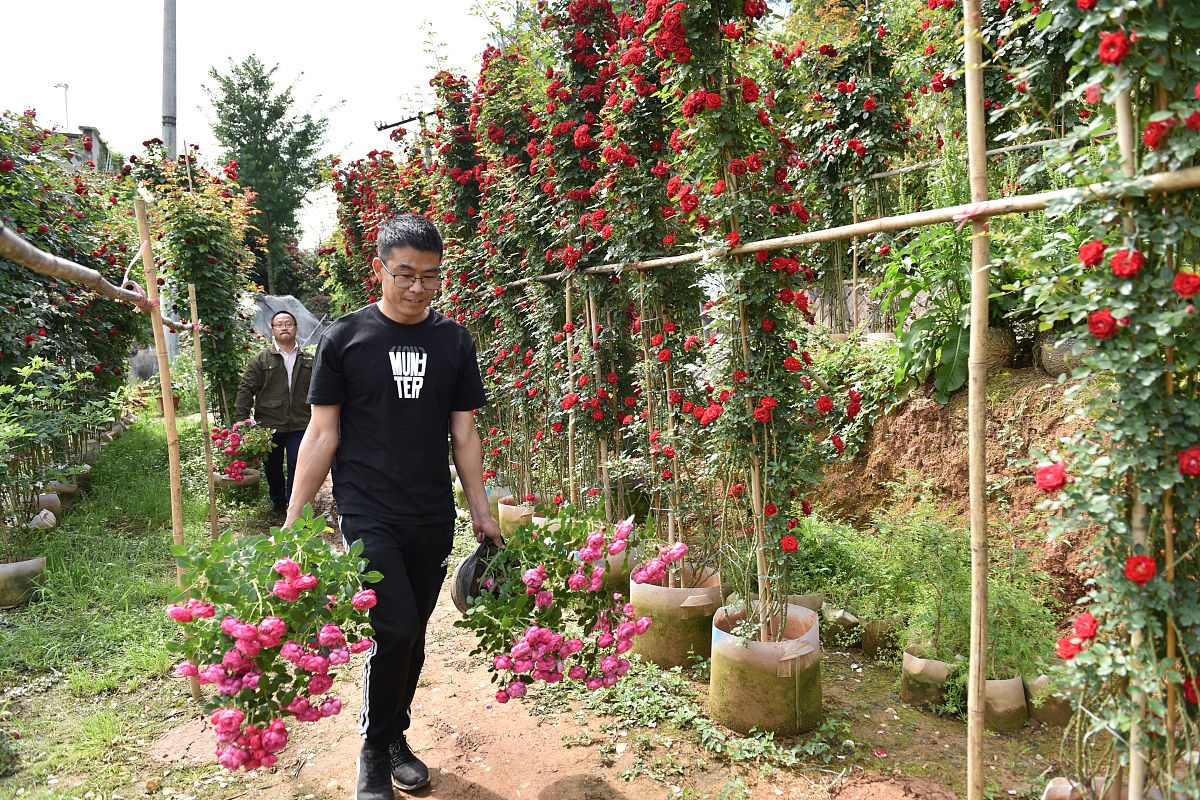 月季花养护秘诀：施肥技巧，叶片不枯萎！