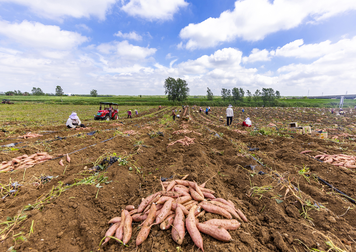 地瓜供应链精品培育：提升品质、效率和附加值