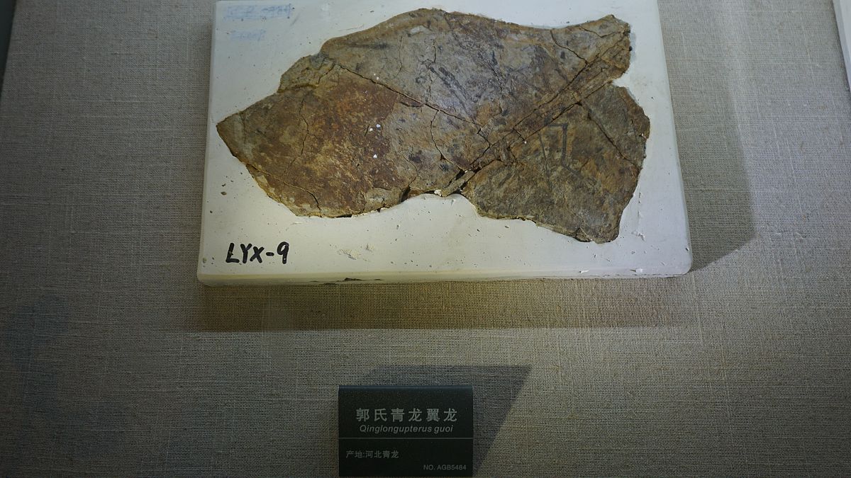 化石研究的社会价值：从地质学到文化遗产保护