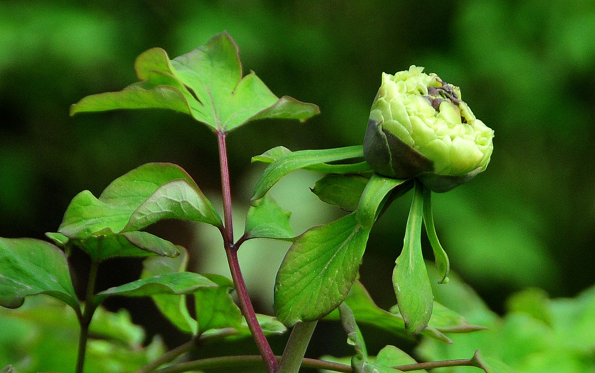 峨眉牡丹勤花勤芽吗回答加拓展