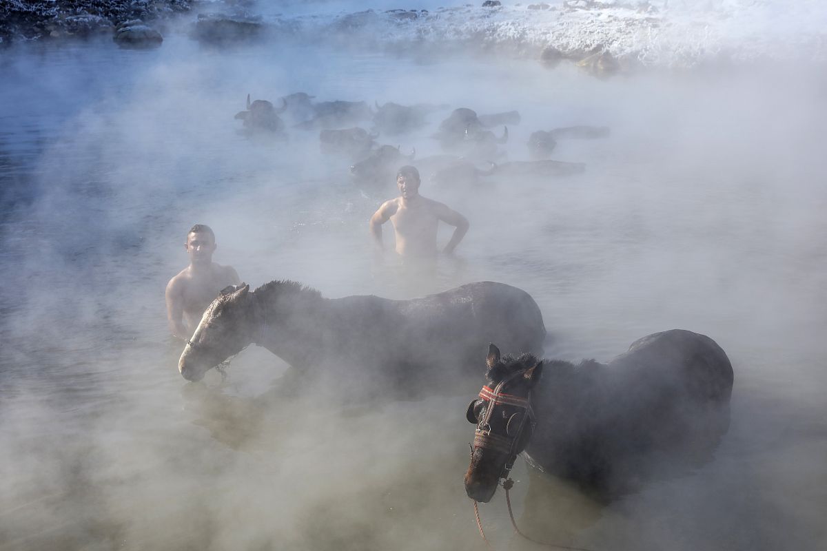 当地时间2019年1月11日,土耳其比特利斯budakli村,实拍水牛泡温泉.这