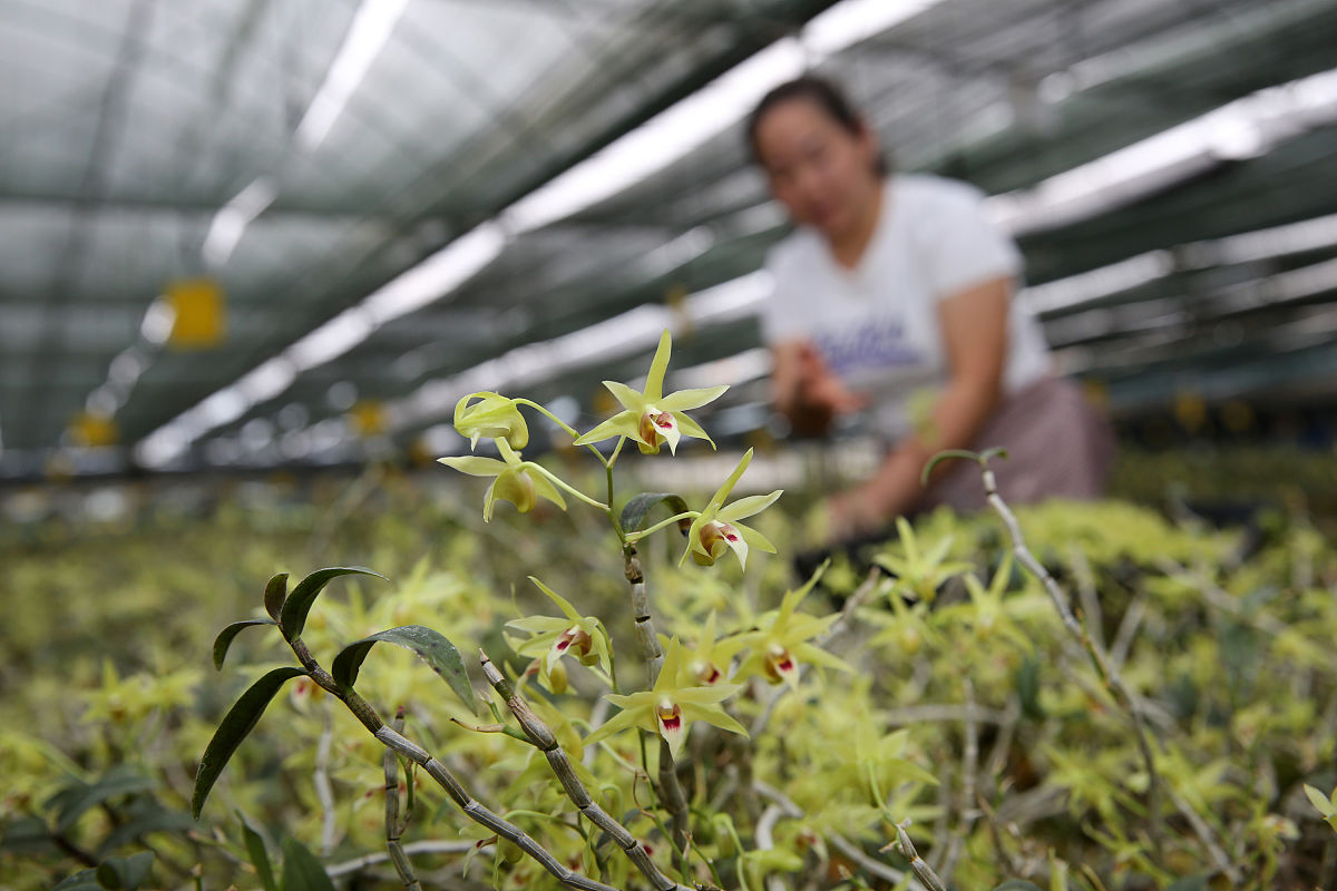 中草药种植专业是干什么的用发