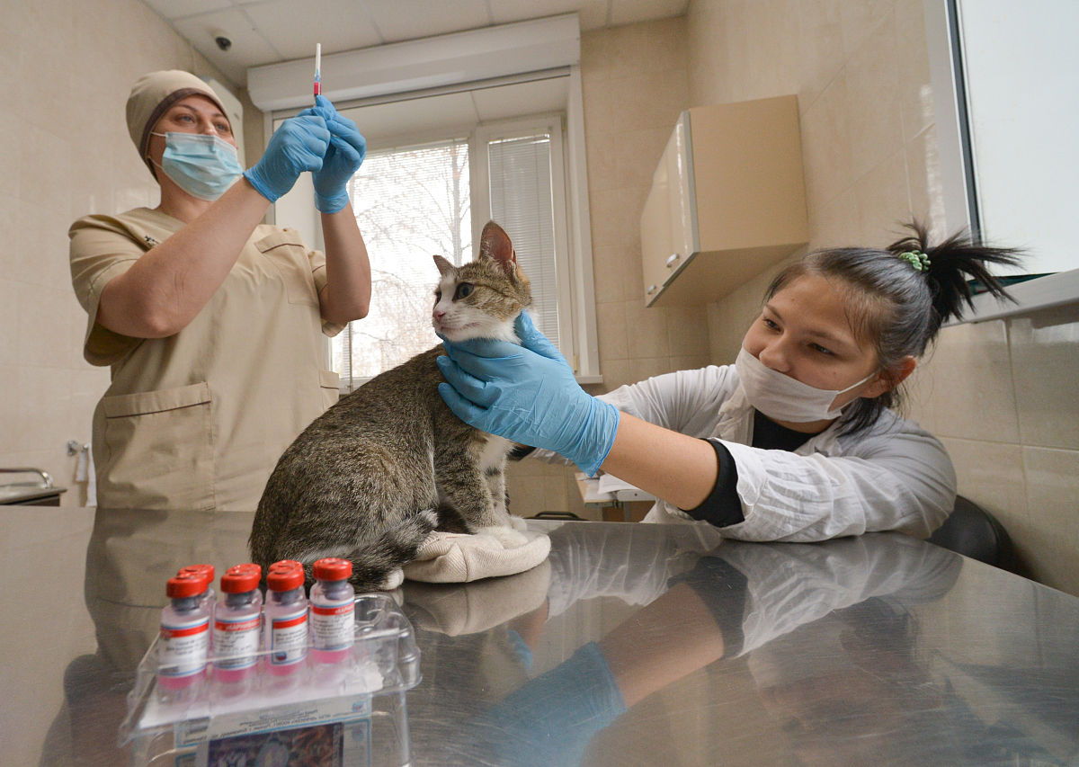 猫鼻气管炎病毒 (FHV) 分离、纯化及致病性研究