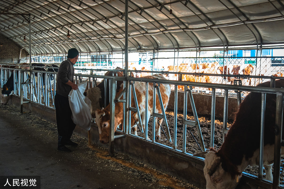 肉牛繁殖技术要点