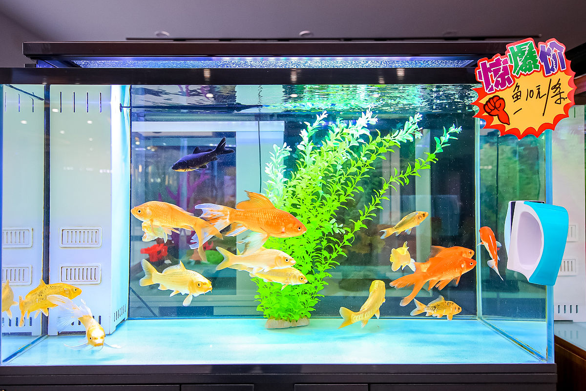 基于32单片机的智能水族养殖系统 - 高效、智能、可靠的养殖解决方案