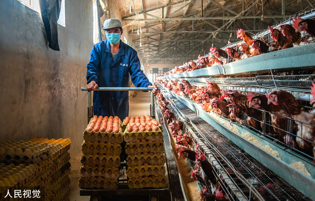 农村人搞大型养鸡场，投资多少钱才合适？看完这篇你就懂了！