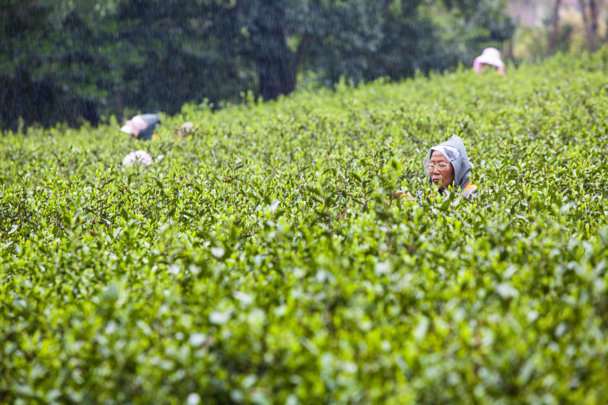 南京雨花茶,江苏南京特产,绿茶类,历史可追溯至唐代,曾获奖,为中国