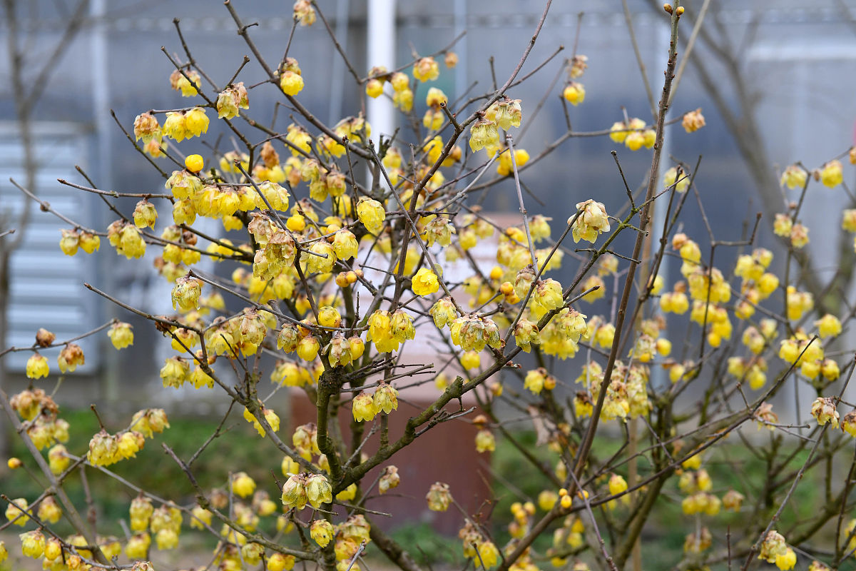 腊梅：冬季开花，花期管理指南（1500字）