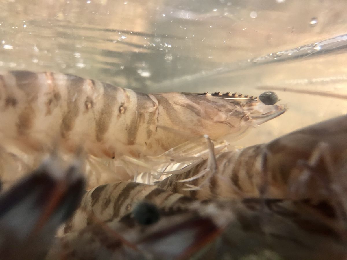 虾壳变色但无异味？如何判断虾是否新鲜？