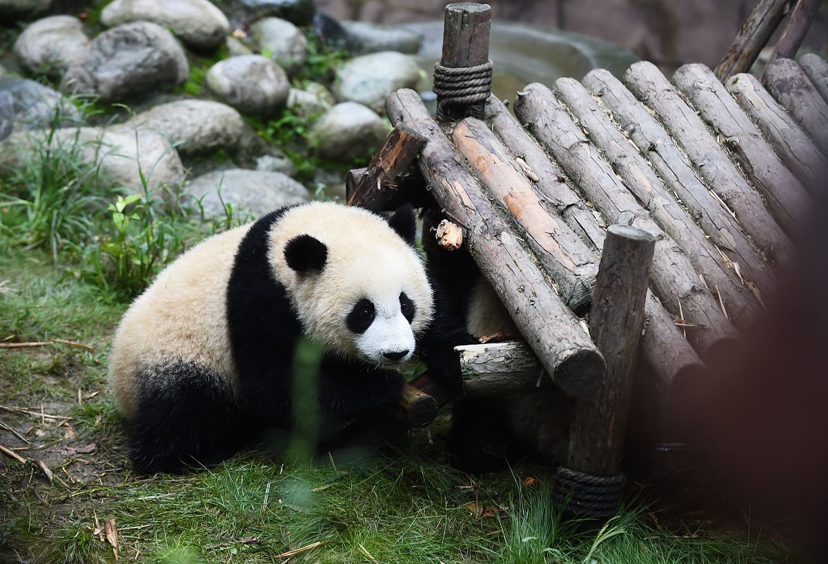 成都青山城位于哪里