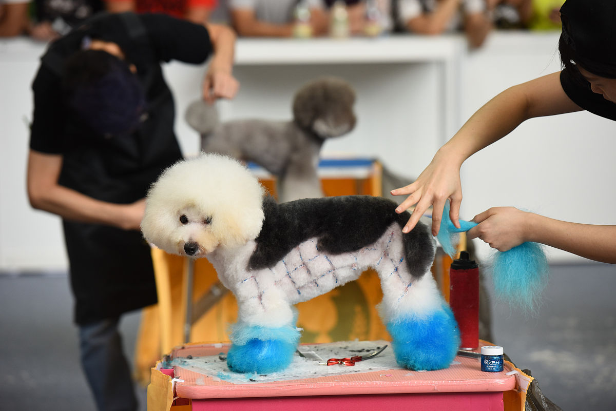 宠物养护与经营专业就业前景？