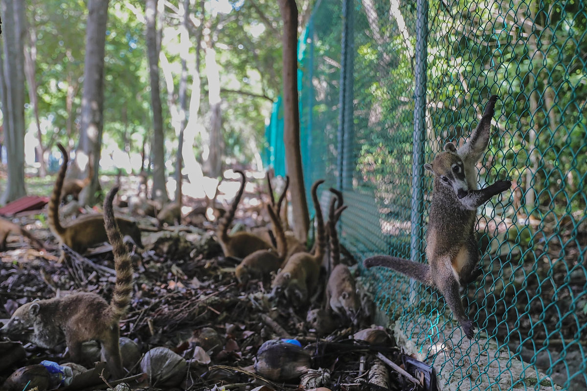 Tell me the story of a ohio bird