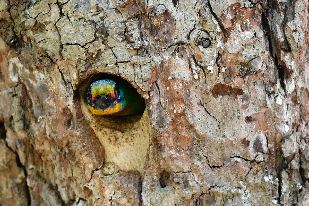 植被的三向地带性及其举例分析