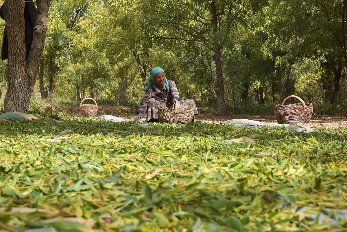 马鞍山师范高等专科学校观光农业专业怎么样