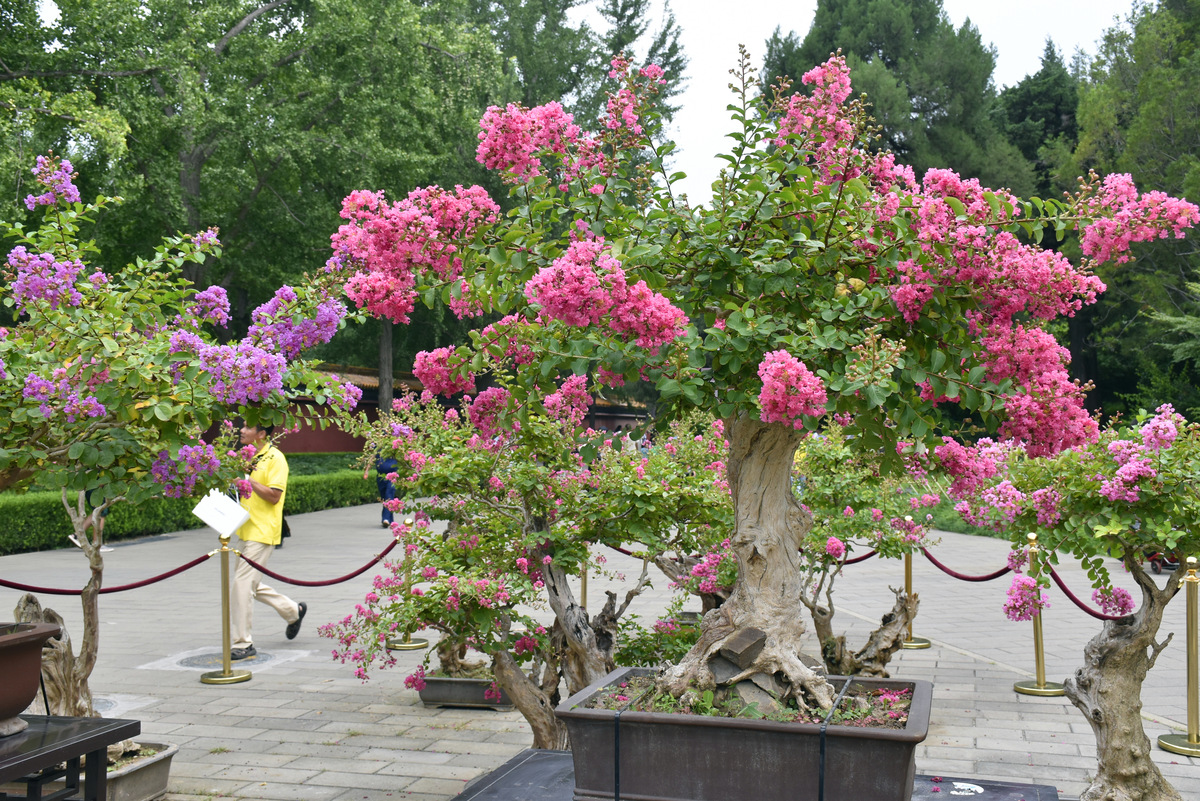 三角梅适合高盆还是矮盆？种植技巧大揭秘！