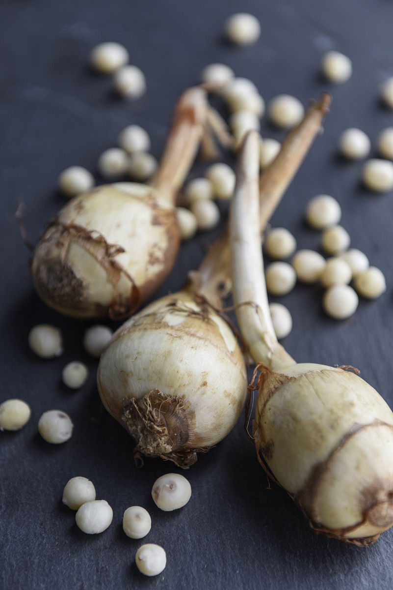 刺芋头的功效与作用，