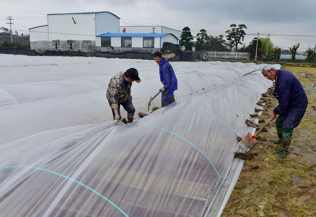 2019年3月14日,浙江省武义县履坦明达粮食专业合作社员工给刚出田的早