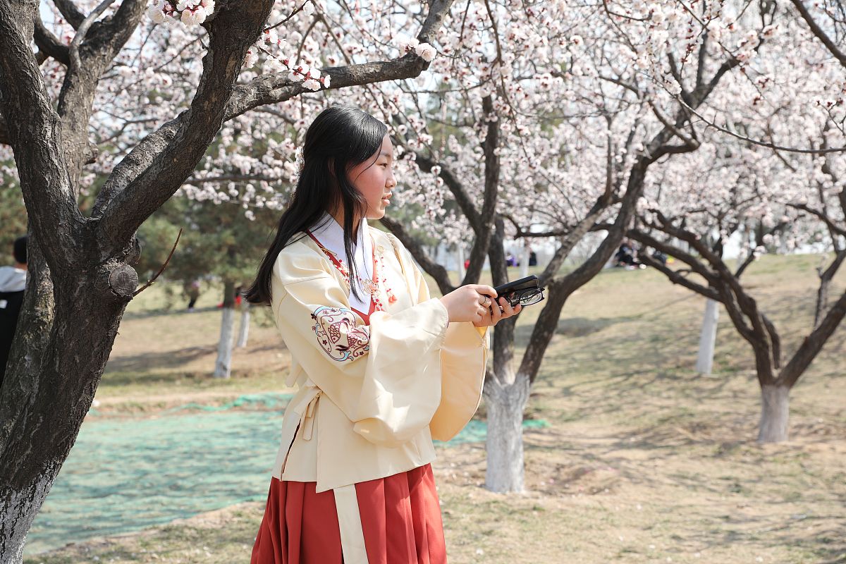 2019年3月16日,西安大明宫国家遗址公园太液池岸边的杏花进入盛花期,