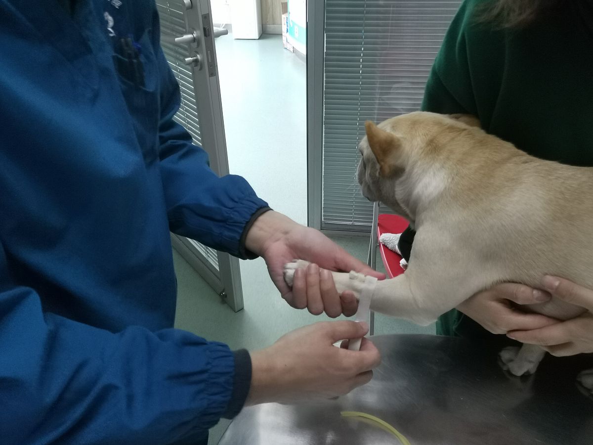 被野猫抓伤要不要打狂犬疫苗？- 专业医生解答