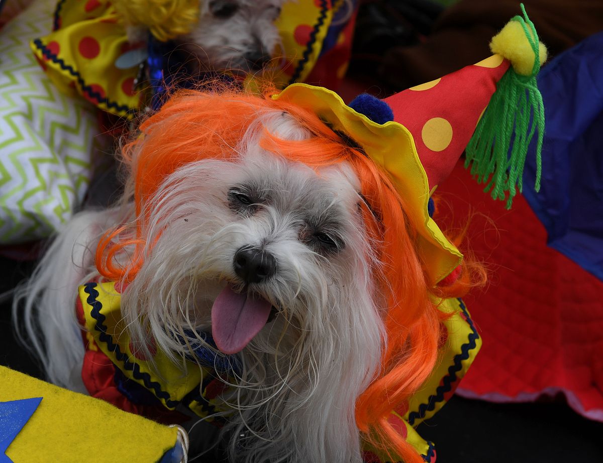 当地时间2016年10月30日,美国加州长滩,当地举行一年一届的haute dog