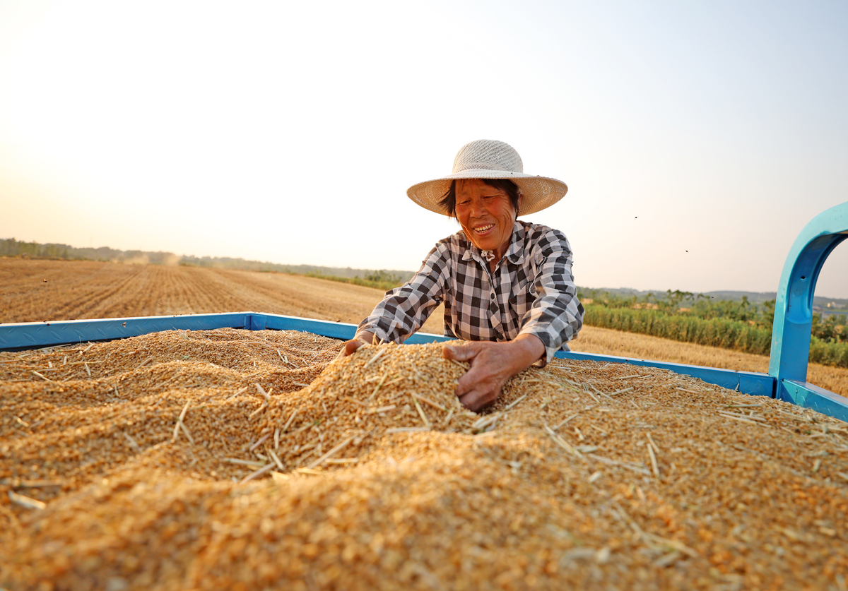 吉林丰收直播：现场直击丰收盛宴，感受农民辛勤付出