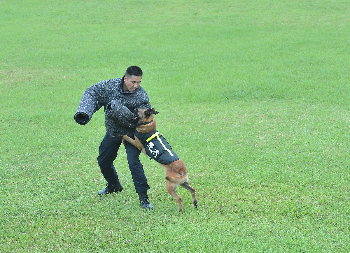 2019年7月4日,成都,助力世警会安保,双流公安警犬每天加训5小时,训练
