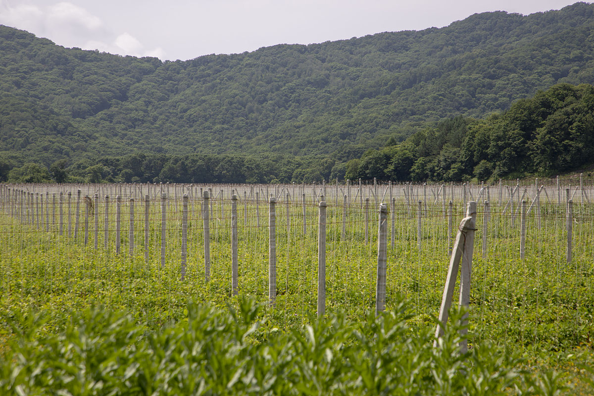 辉南县gdp回答+拓展