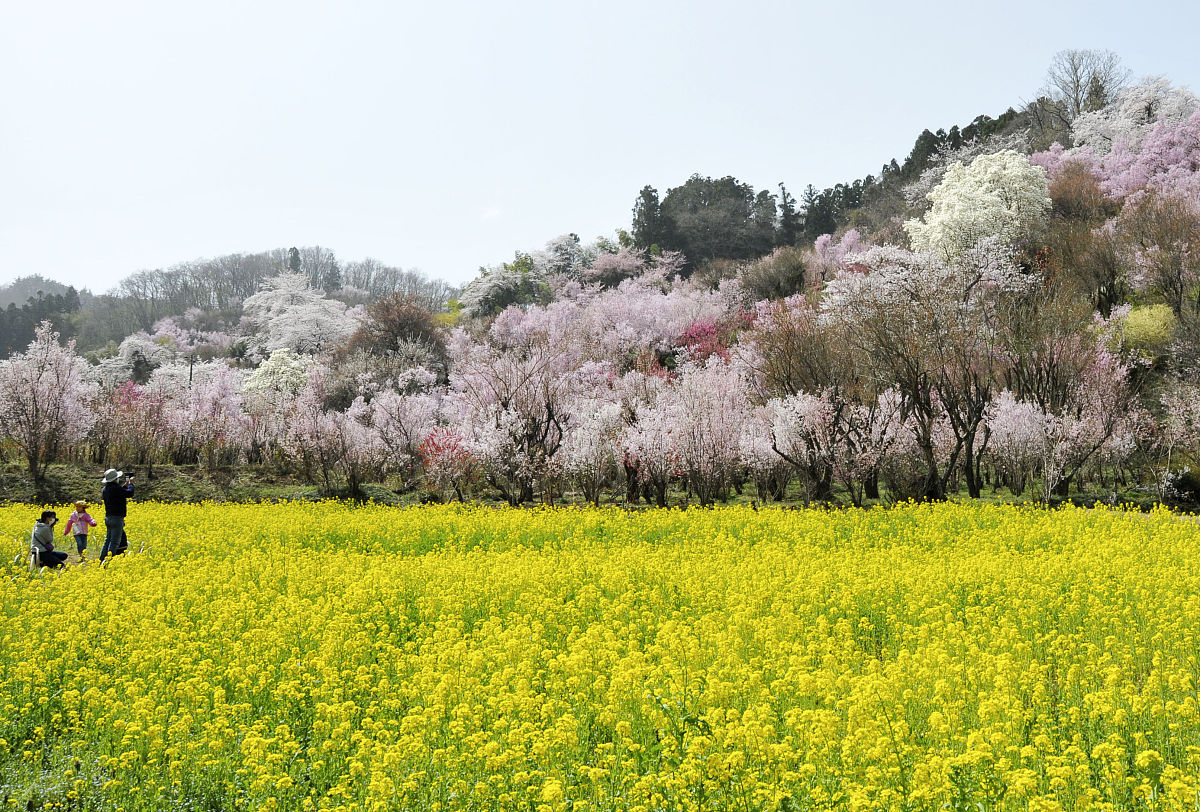 当地时间2021年3月31日,日本福岛县,公园内樱花盛开.cherry blossoms 