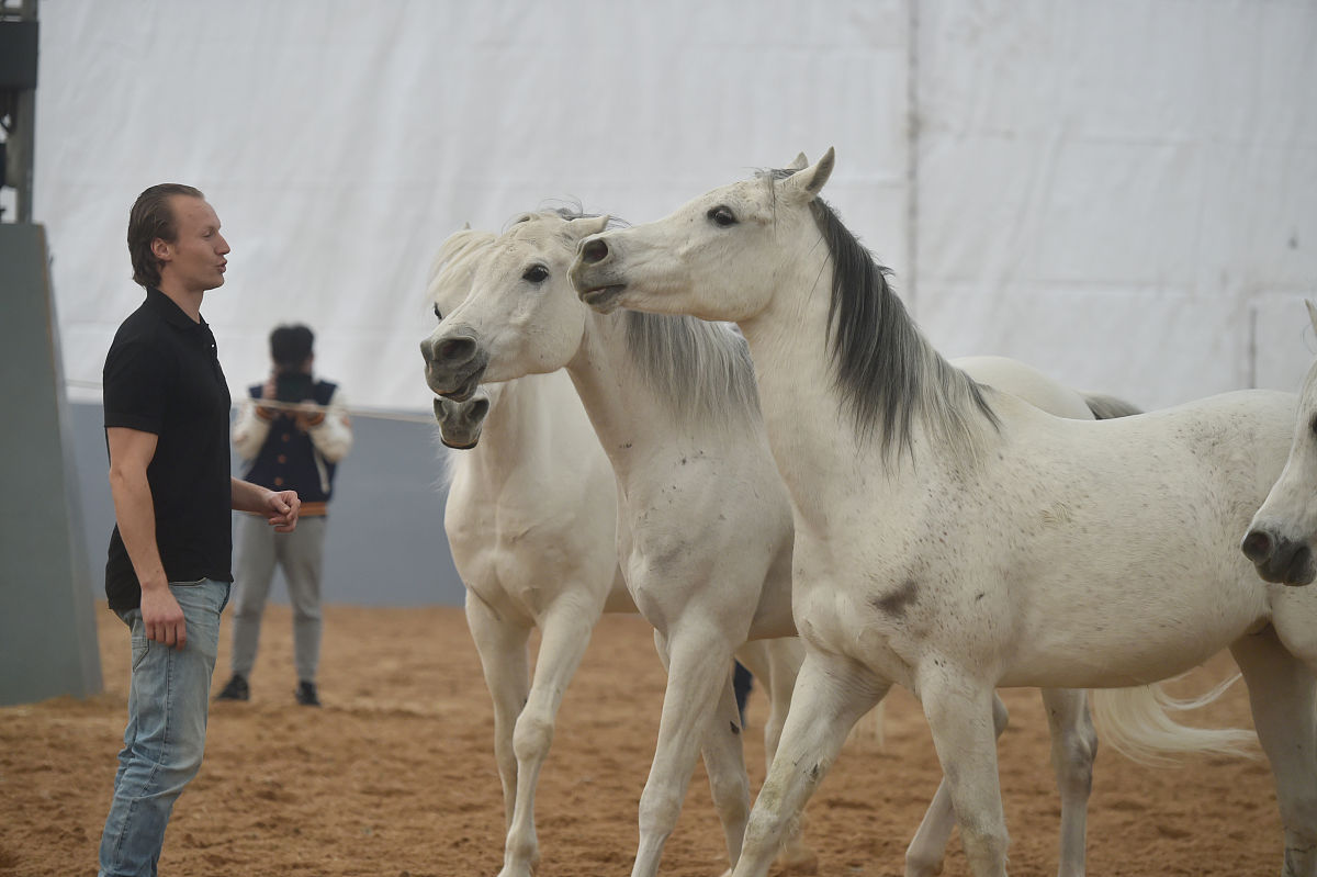 2018年2月7日,加拿大舞台秀《cavalia·舞马》在南京揭开神秘面纱,来
