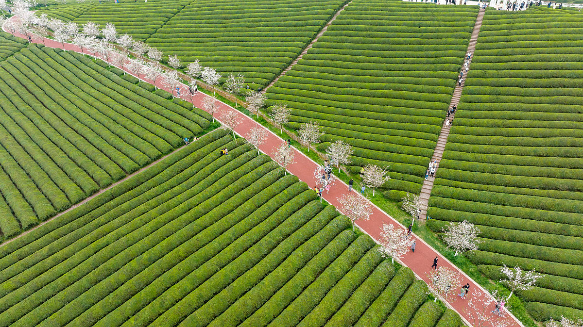 小学生作文：春游桃花林，与妈妈和妹妹共度美好时光