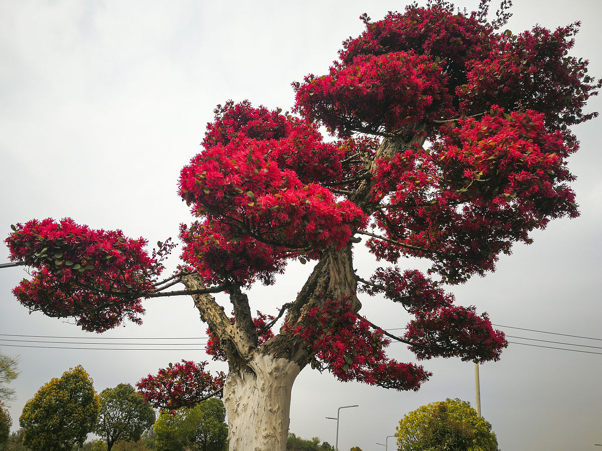 花红树的种植方法？