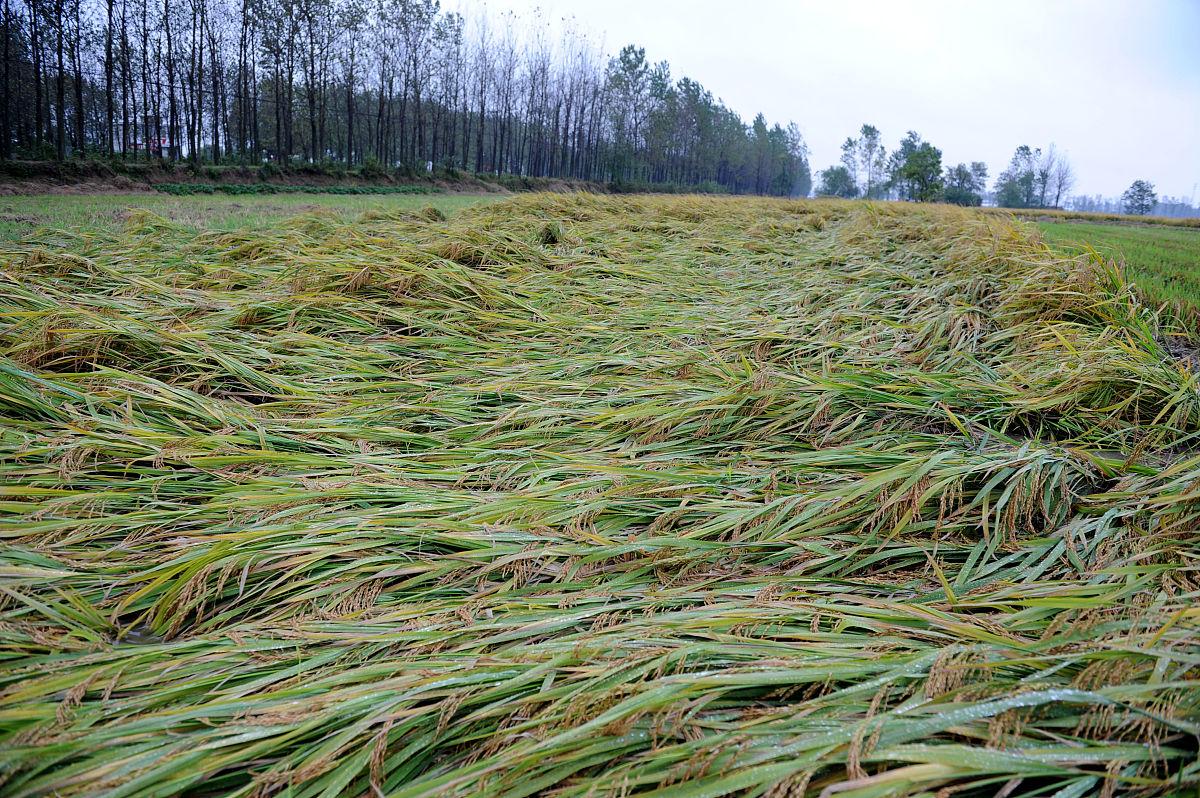 稻白叶病发生与气象条件的关系