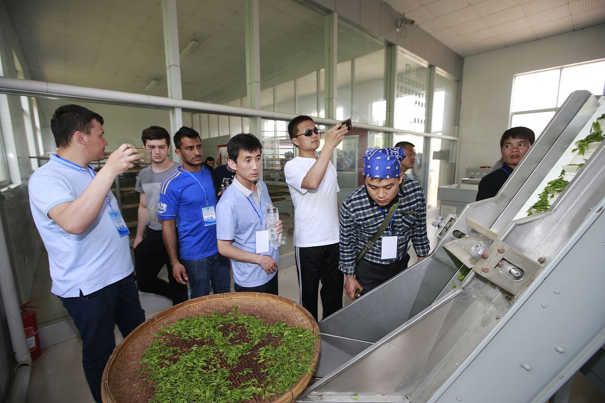 孟连县高级职业中学茶叶生产与加工专业：优势与劣势分析