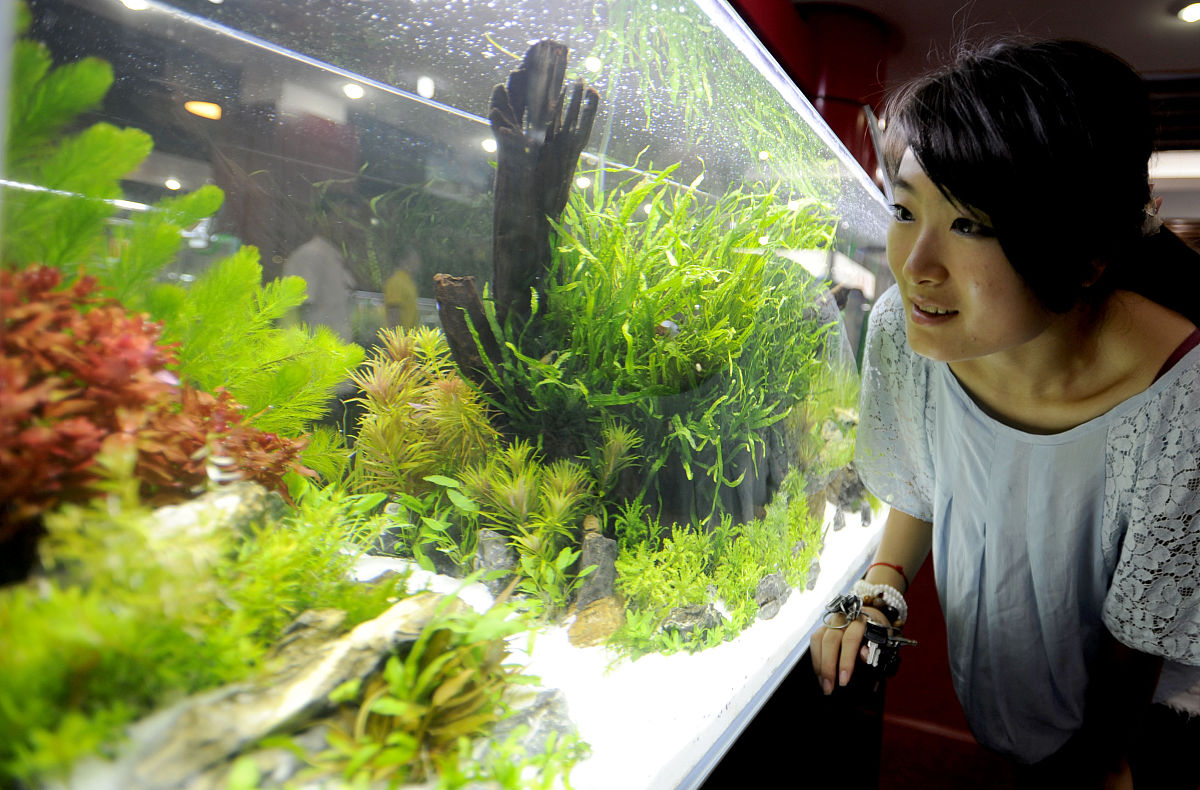 水草蜈蚣草怎么种